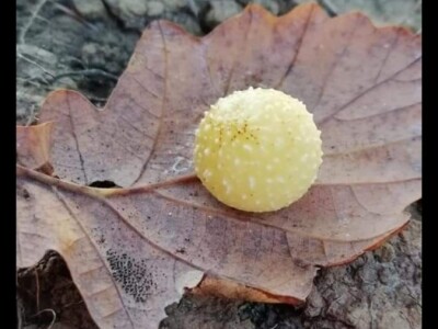 Hrastova osa šiškarica Hrastova osa šiškarica