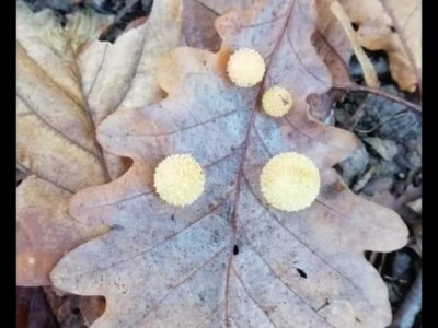 Hrastova osa šiškarica Hrastova osa šiškarica