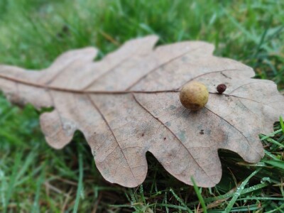 Hrastova osa šiškarica Hrastova osa šiškarica