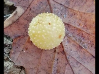 Hrastova osa šiškarica Hrastova osa šiškarica