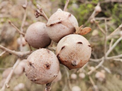 Hrastova osa šiškarica Hrastova osa šiškarica