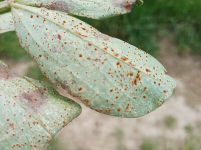 Uzgoj boba - bolesti i štetnici