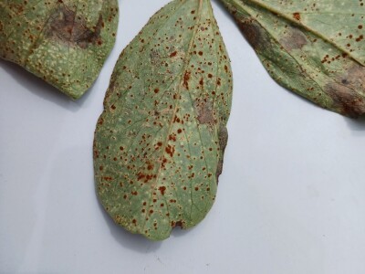 Uzgoj boba - bolesti i štetnici