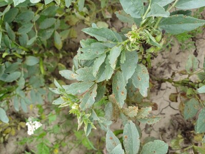 Uzgoj boba - bolesti i štetnici