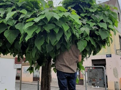 Hrvatska pčelarska služba 112