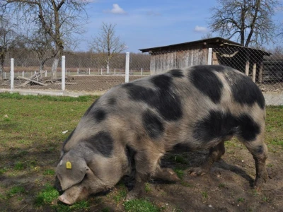 Hrvatska poljoprivredna agencija
