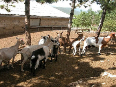 Hrvatska šarena i bijela koza