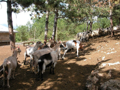 Hrvatske stare pasmine domaćih životinja - hrvatska šarena i bijela koza te ovca pramenka