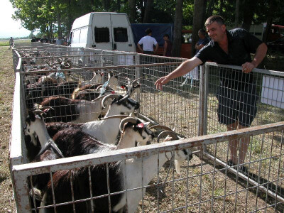 Hrvatska šarena koza