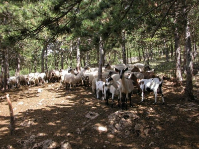 Hrvatska šarena koza i ovca pramenka