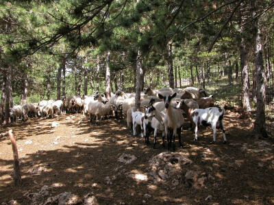 Hrvatska šarena koza i ovca pramenka