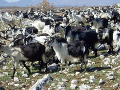 Hrvatska šarena koza