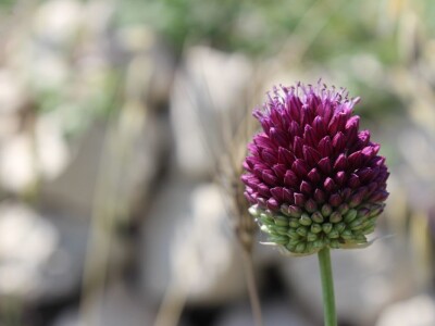 Hrvatska ugostila agrarne novinare iz 15 zemalja Europe