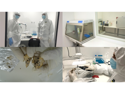 Hrvatske autohtone vrste pred izumiranjem