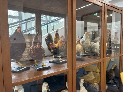 Hrvatske autohtone vrste pred izumiranjem