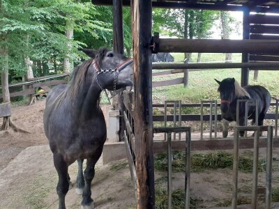 Hrvatski hladnokrvnjaci Petra Jadeka