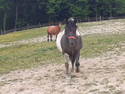 Hrvatski hladnokrvnjaci Petra Jadeka