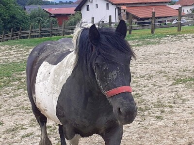 Hrvatski hladnokrvnjaci Petra Jadeka