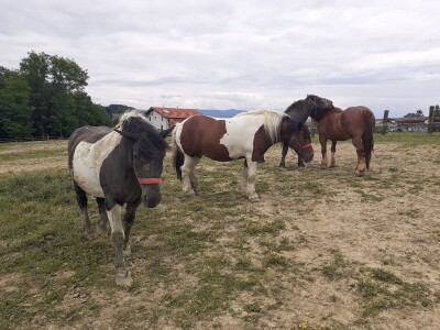 Hrvatski hladnokrvnjaci Petra Jadeka
