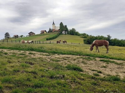 Hrvatski hladnokrvnjaci Petra Jadeka