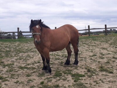 Hrvatski hladnokrvnjaci Petra Jadeka