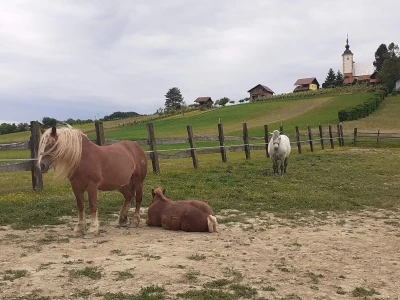 Hrvatski hladnokrvnjaci Petra Jadeka