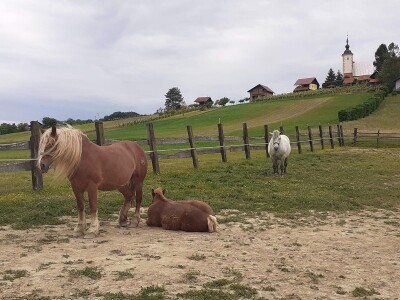 Hrvatski hladnokrvnjaci Petra Jadeka