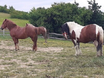 Hrvatski hladnokrvnjaci Petra Jadeka
