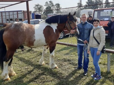 Hrvatski hladnokrvnjak