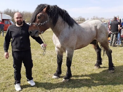 Hrvatski hladnokrvnjak