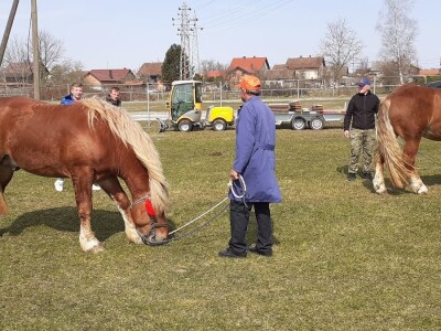 Hrvatski hladnokrvnjak