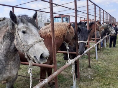Hrvatski hladnokrvnjak