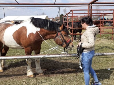 Hrvatski hladnokrvnjak