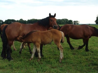 Hrvatski hladnokrvnjak Hrvatski hladnokrvnjak