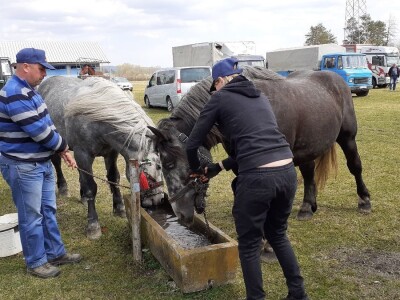 Hrvatski hladnokrvnjak
