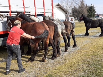 Hrvatski hladnokrvnjak