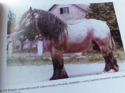 Hrvatski hladnokrvnjak Hrvatski hladnokrvnjak