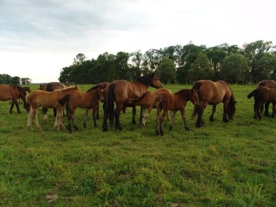 Hrvatski hladnokrvnjak Hrvatski hladnokrvnjak