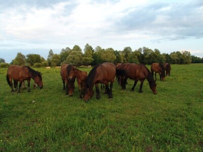 Hrvatski hladnokrvnjak Hrvatski hladnokrvnjak