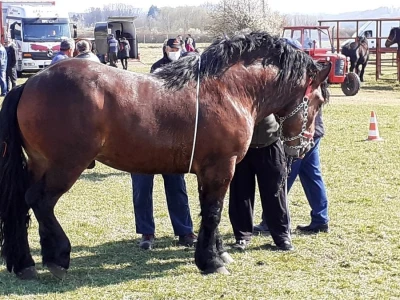 Prvo ocjenjivanje pastuha pasmine hrvatski hladnokrvnjak