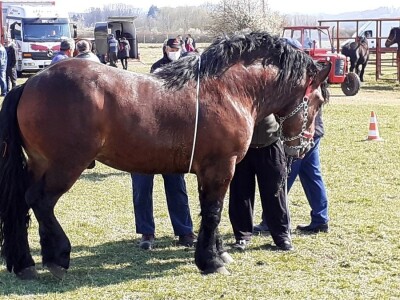 Prvo ocjenjivanje pastuha pasmine hrvatski hladnokrvnjak