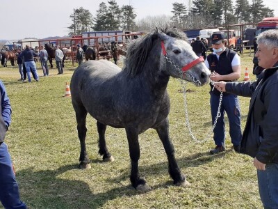 Hrvatski hladnokrvnjak