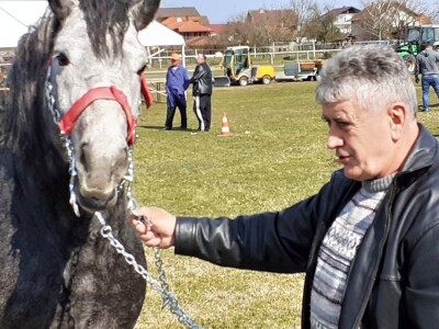 Prvo ocjenjivanje pastuha pasmine hrvatski hladnokrvnjak