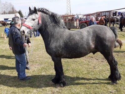Hrvatski hladnokrvnjak