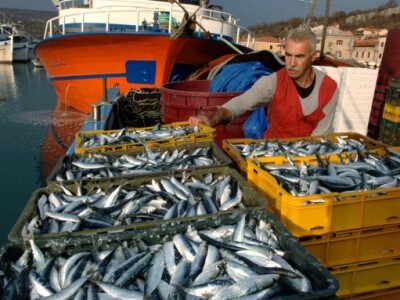 Hrvatski ribari lani izlovili 62 tone male plave ribe