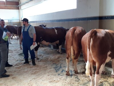 Hrvatski stočari u Austriji