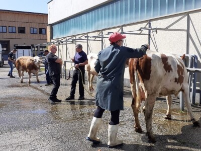 Hrvatski stočari u Austriji