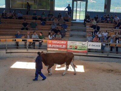 Hrvatski stočari u Austriji