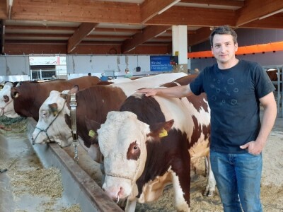 Hrvatski stočari u Austriji