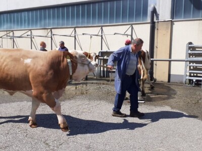 Hrvatski stočari u Austriji